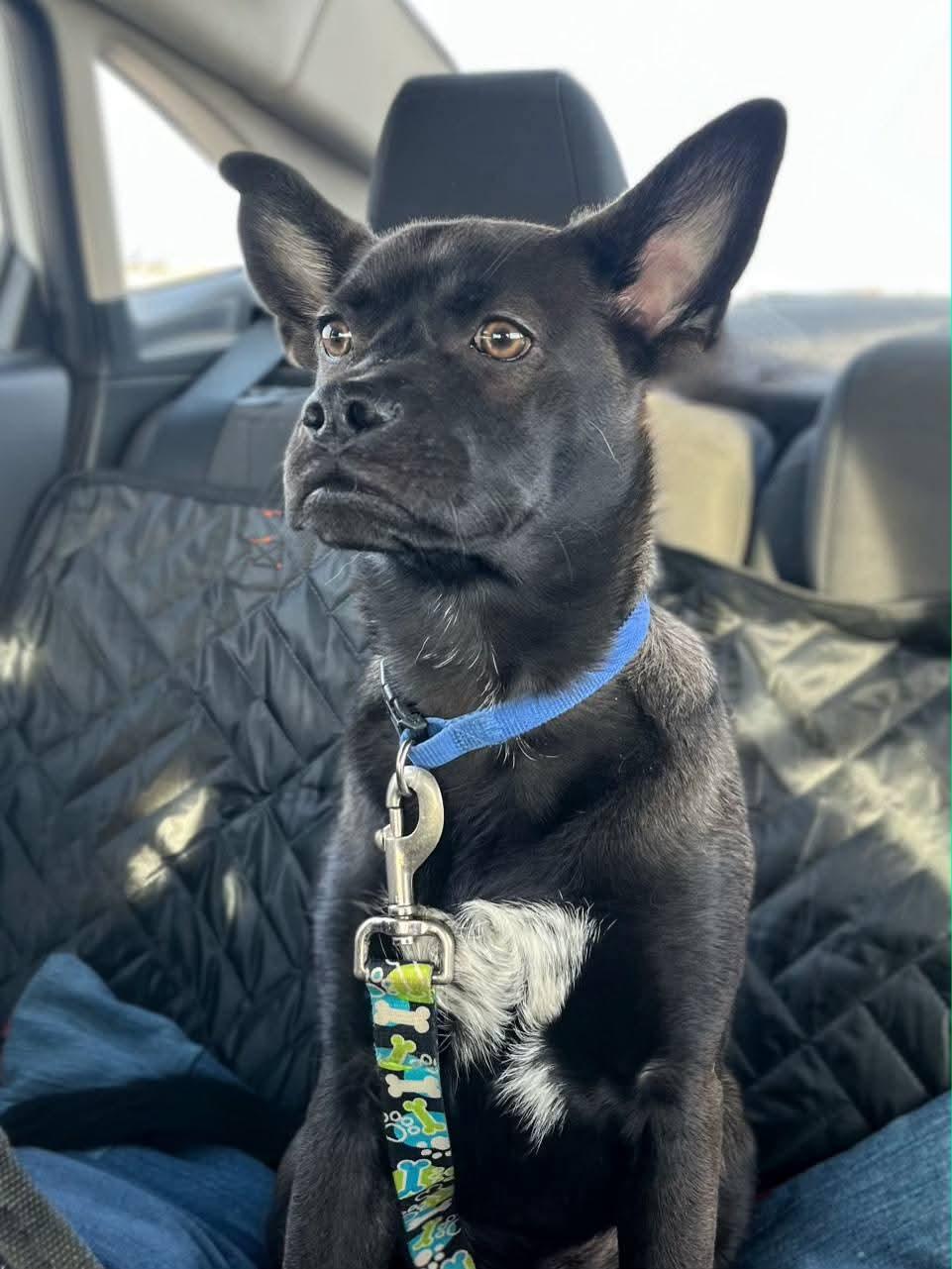 Enlarge Ace, a ADOPTABLE mixed breed in Sawyer, ND image 2/6