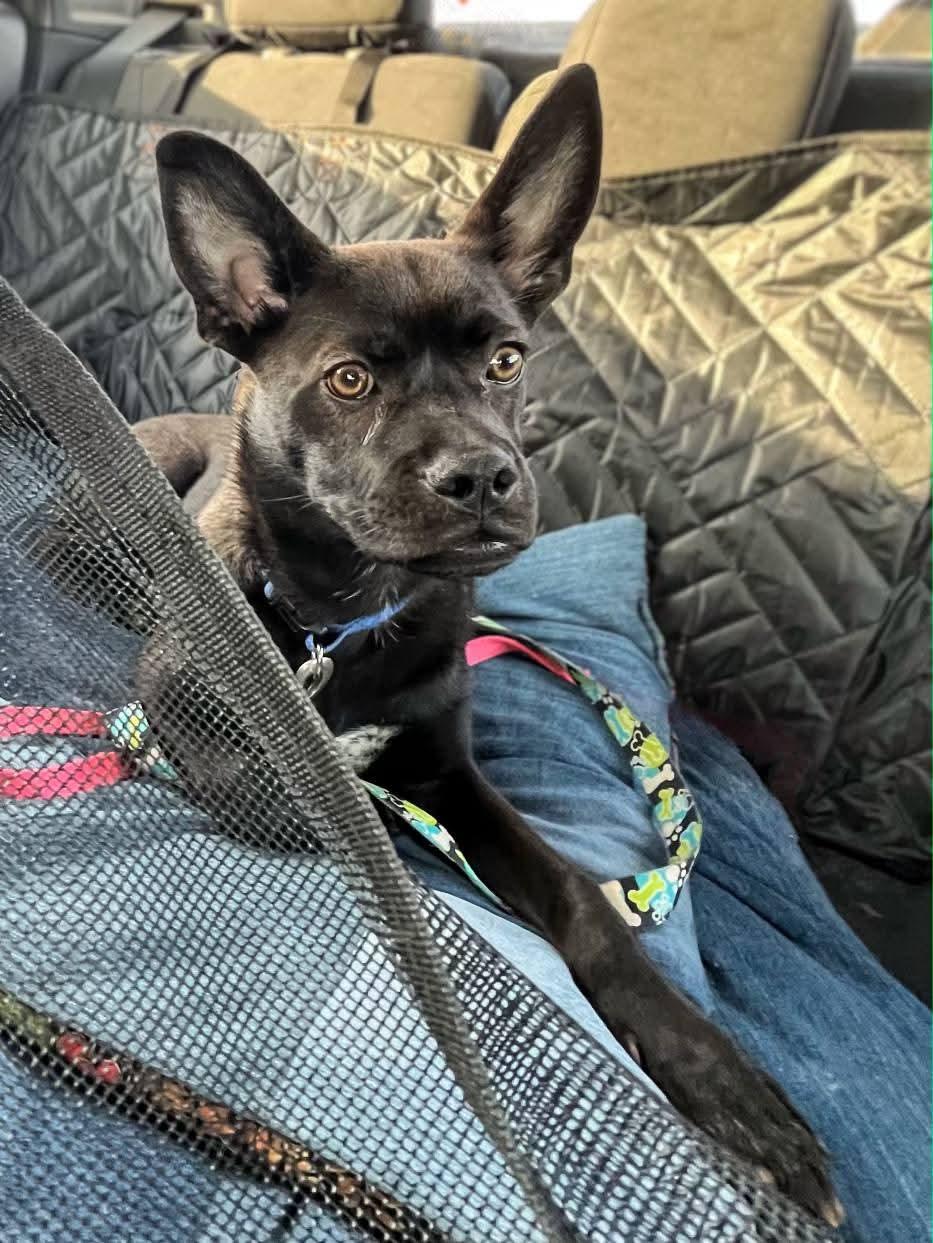 Enlarge Ace, a ADOPTABLE mixed breed in Sawyer, ND image 3/6