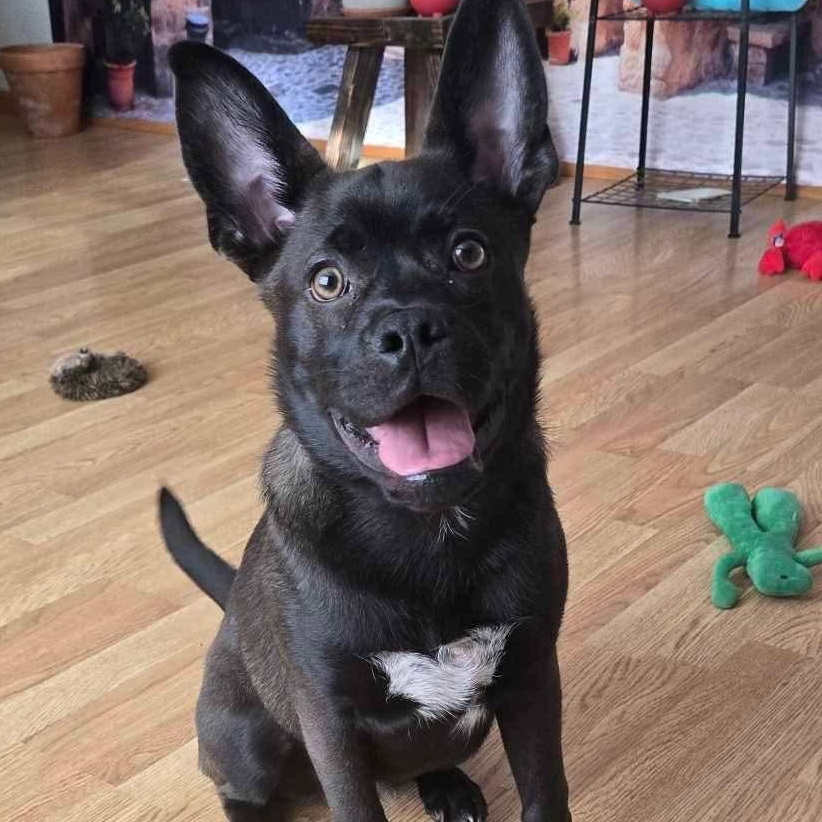 Ace, ADOPTABLE, Puppy Male Boston Terrier & Shiba Inu.