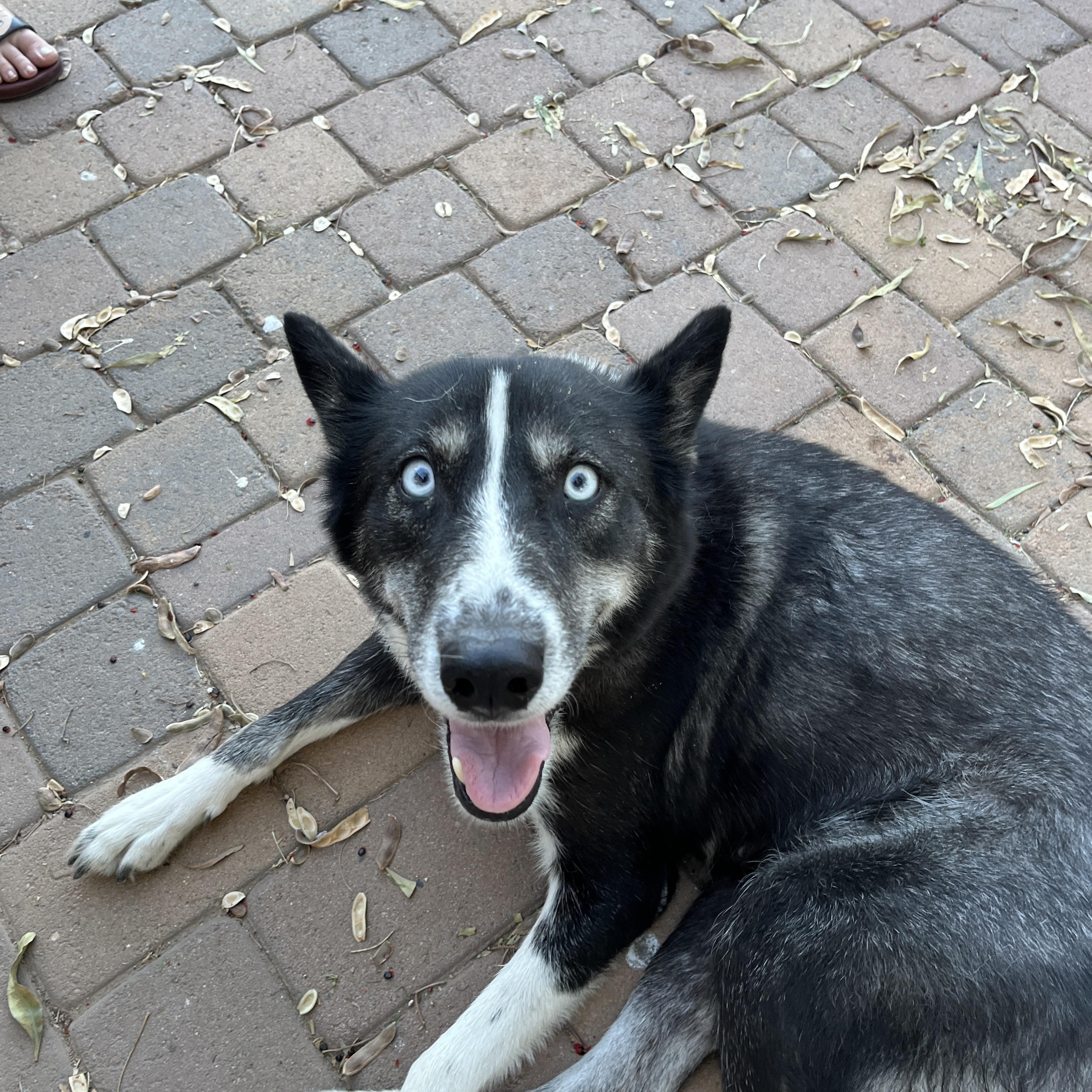 Enlarge Leah, a ADOPTABLE mixed breed in Gilbert, AZ image 5/5