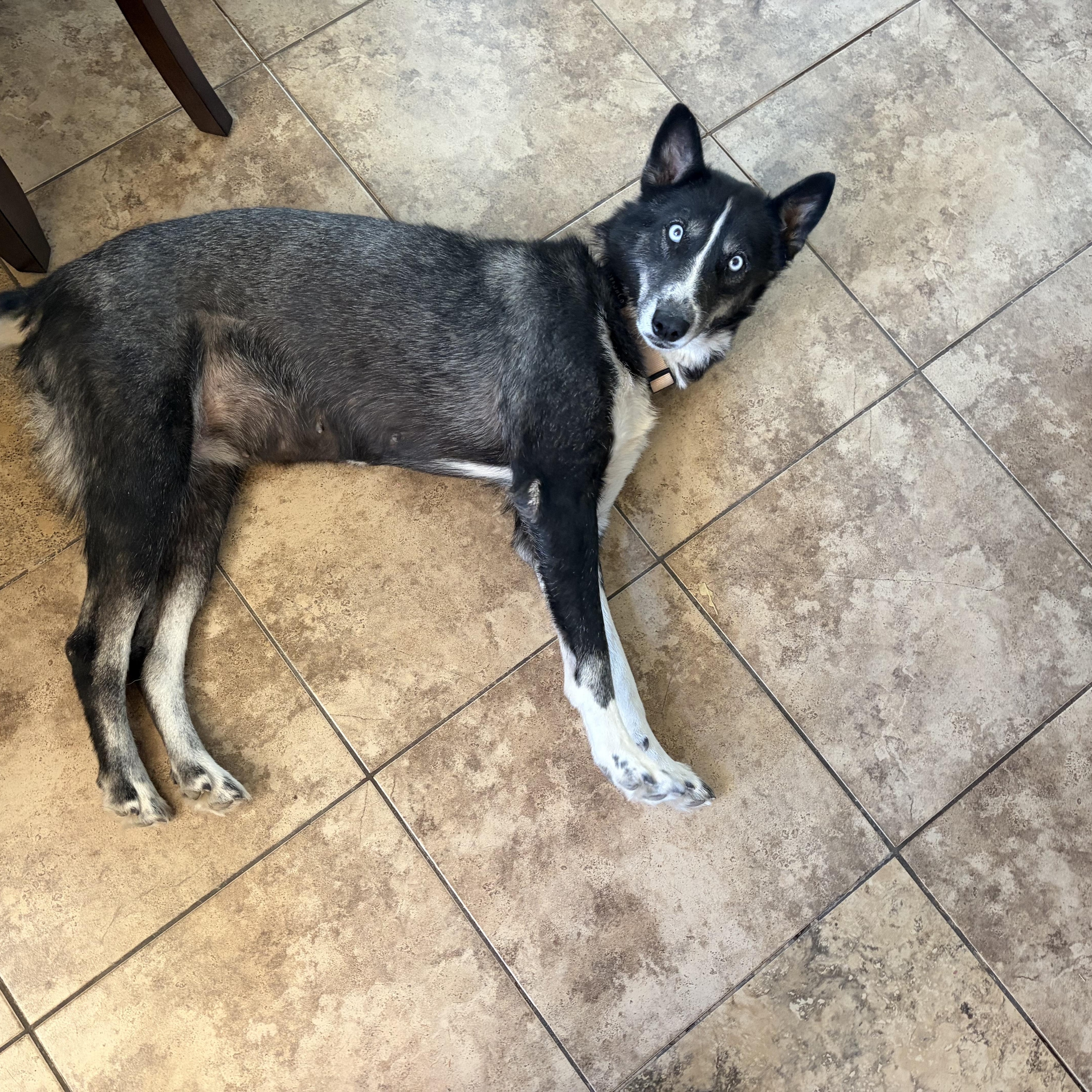 Enlarge Leah, a ADOPTABLE mixed breed in Gilbert, AZ image 4/5