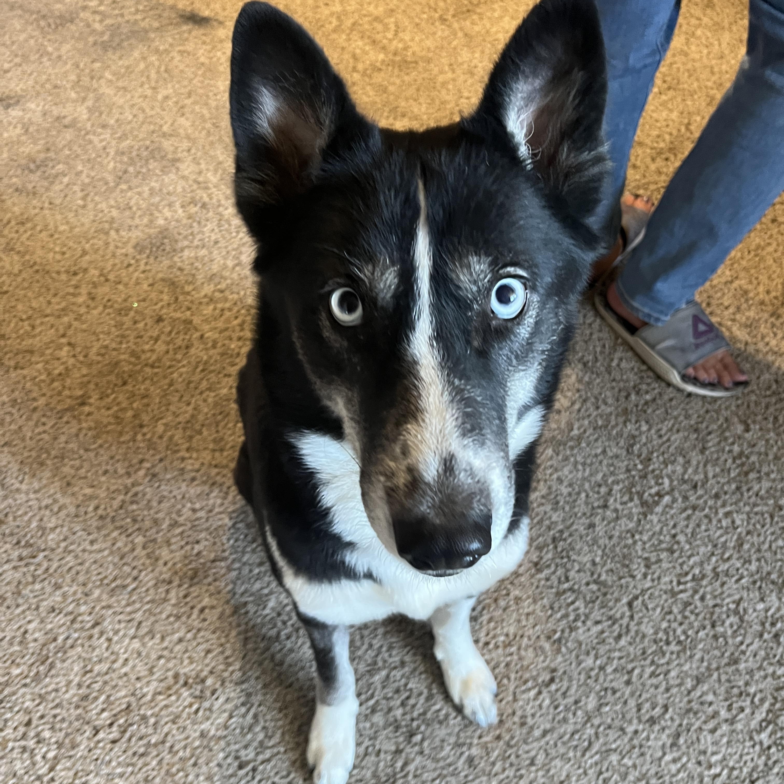 Enlarge Leah, a ADOPTABLE mixed breed in Gilbert, AZ image 3/5