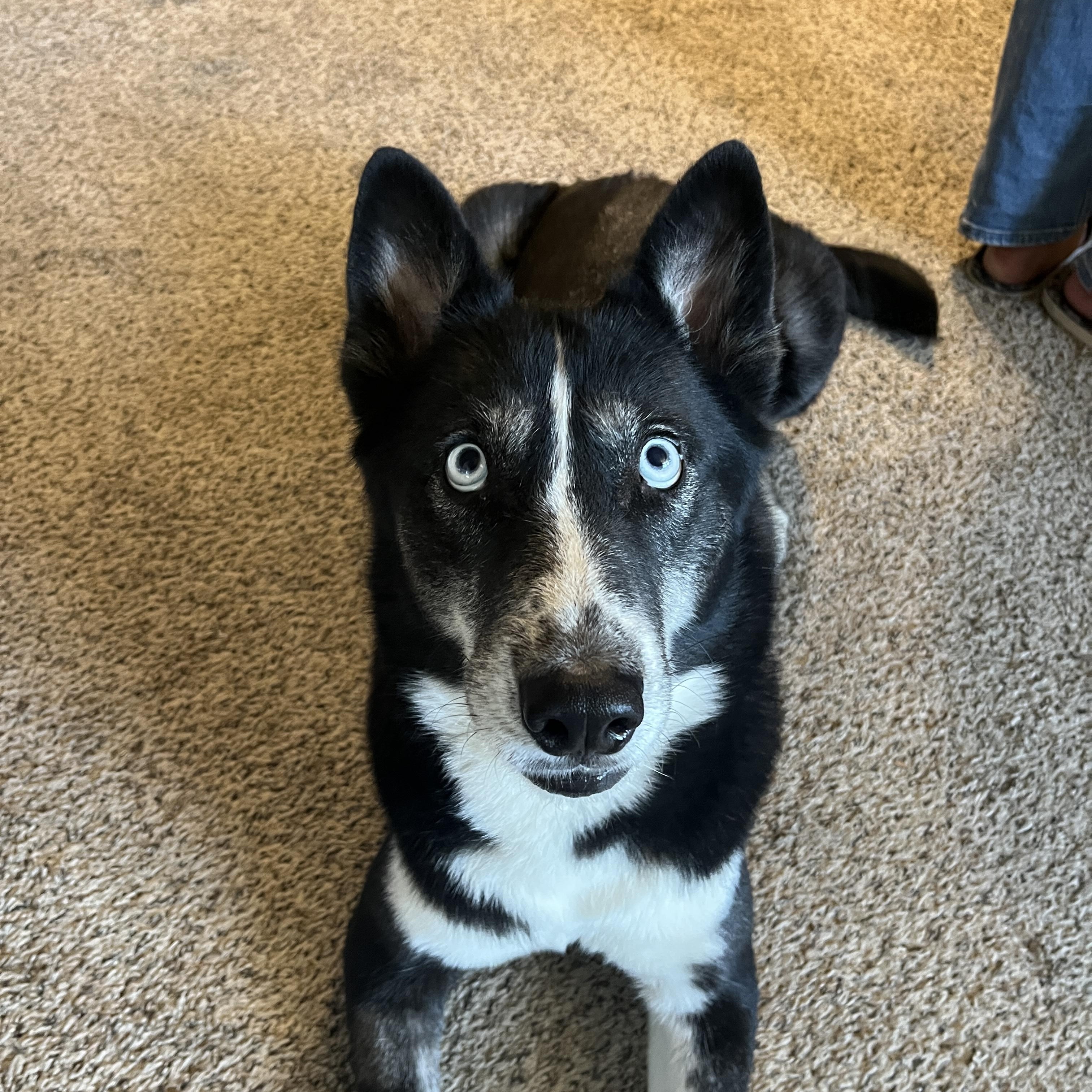 Leah, ADOPTABLE, Young Female Husky.