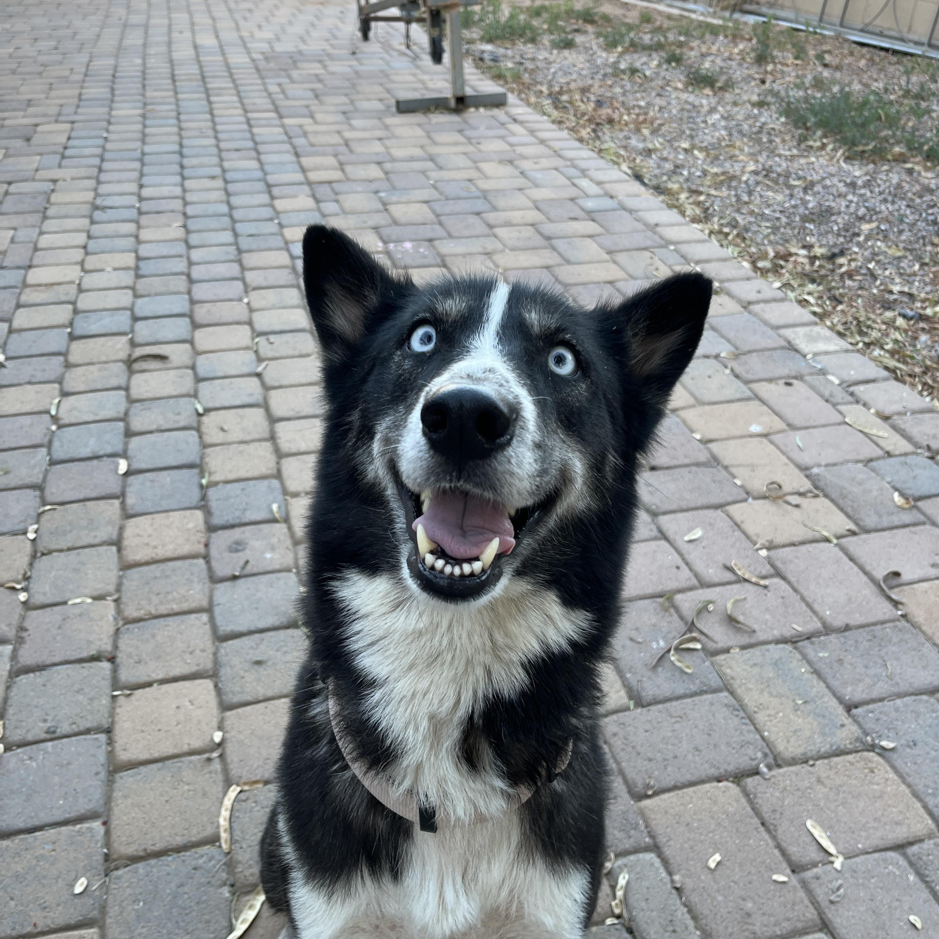 Enlarge Leah, a ADOPTABLE mixed breed in Gilbert, AZ image 2/5