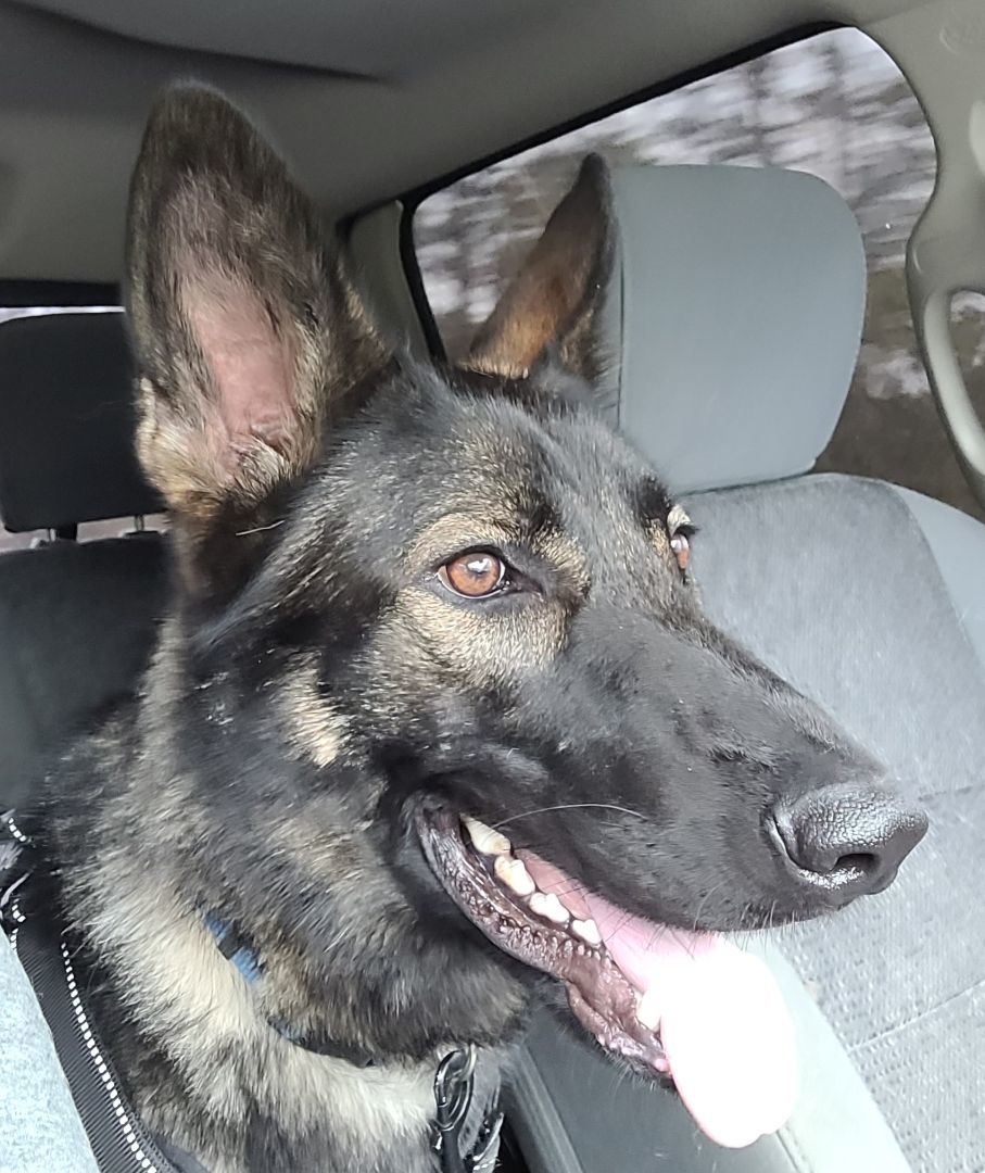 Enlarge Xena, a Adopted German Shepherd Dog in White Hall, AR image 1/1