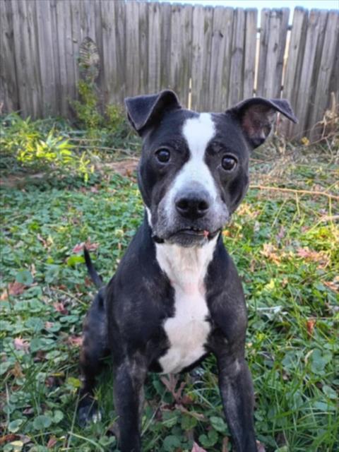 Enlarge MOO MOO, a Adoptable Pit Bull Terrier in Derwood, MD image 1/1