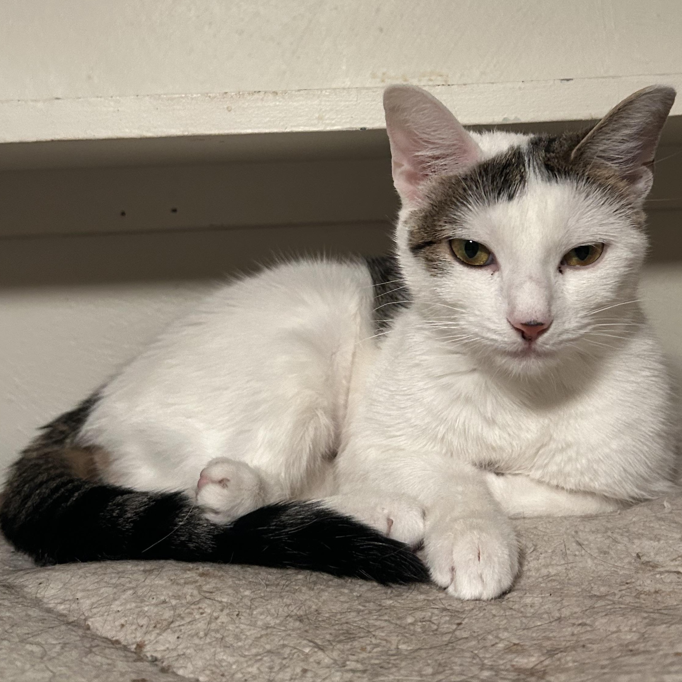 Domino , ADOPTABLE, Young Female Domestic Short Hair.