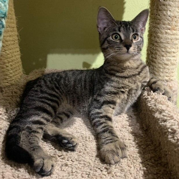 Hailey, a Adoptable Extra-Toes Cat / Hemingway Polydactyl in East Brunswick, NJ image 3/5