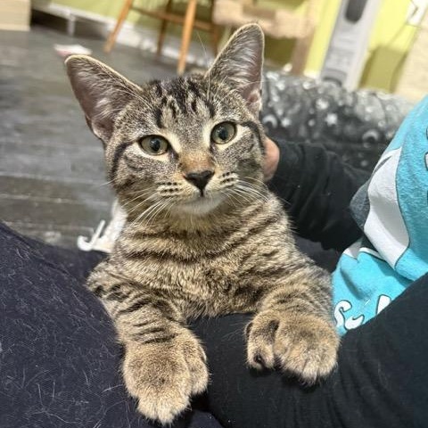 Hailey, a Adoptable Extra-Toes Cat / Hemingway Polydactyl in East Brunswick, NJ image 2/5