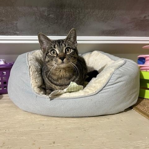 Hailey, a Adoptable Extra-Toes Cat / Hemingway Polydactyl in East Brunswick, NJ image 5/5