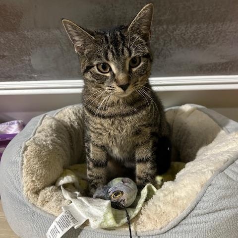 Hailey, a Adoptable Extra-Toes Cat / Hemingway Polydactyl in East Brunswick, NJ image 4/5