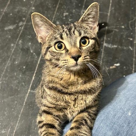 Hailey, Young Female Extra-Toes Cat / Hemingway Polydactyl