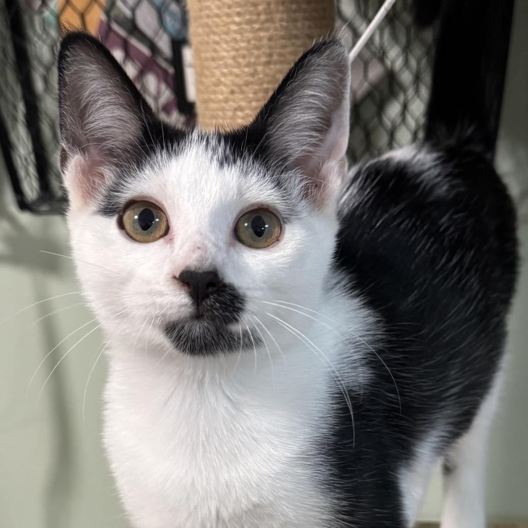Charlotte, Adoptable, Kitten Female Domestic Short Hair.
