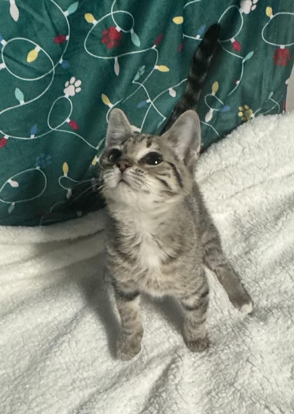 Wisp, ADOPTABLE, Kitten Female Tabby.