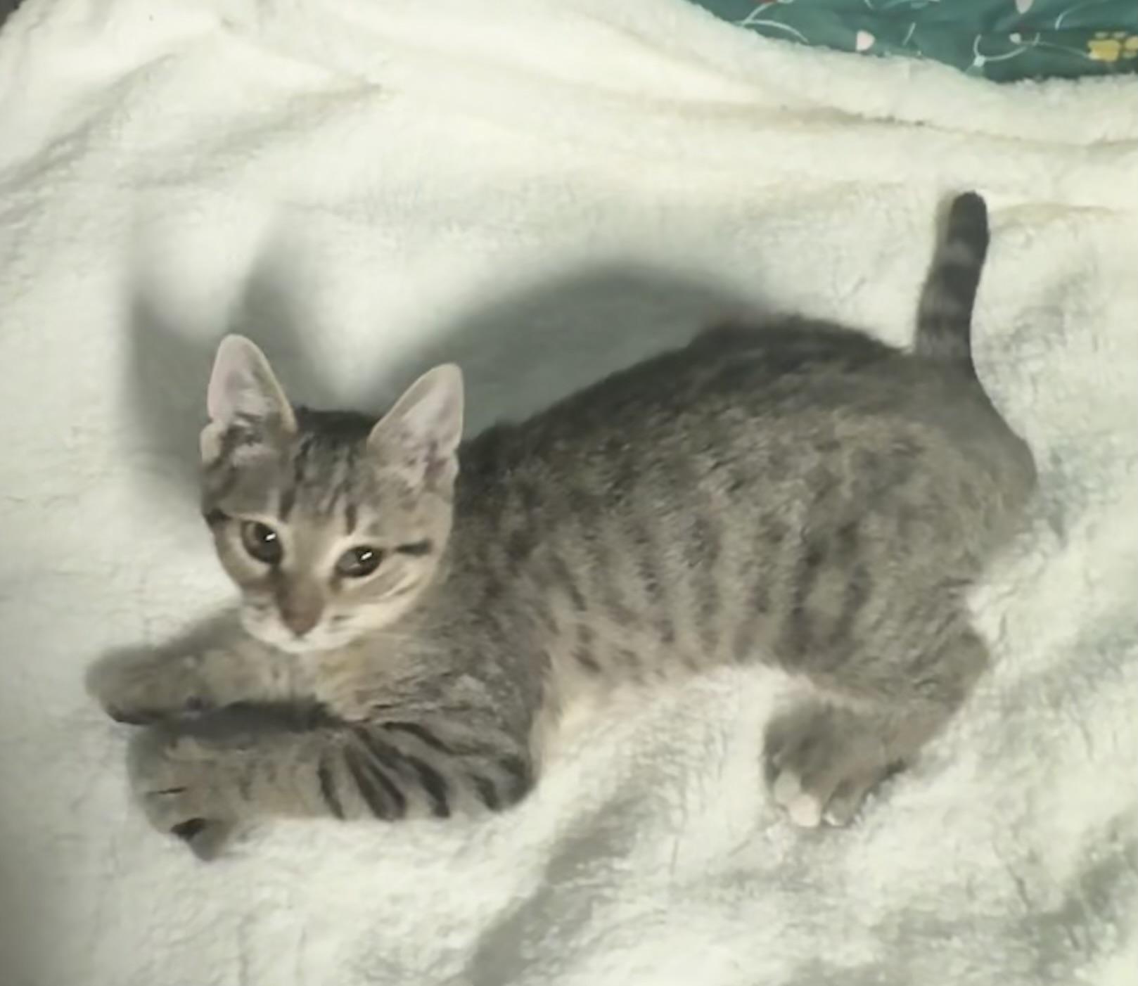 Wisp, a ADOPTABLE Tabby in Saginaw, MI image 3/3