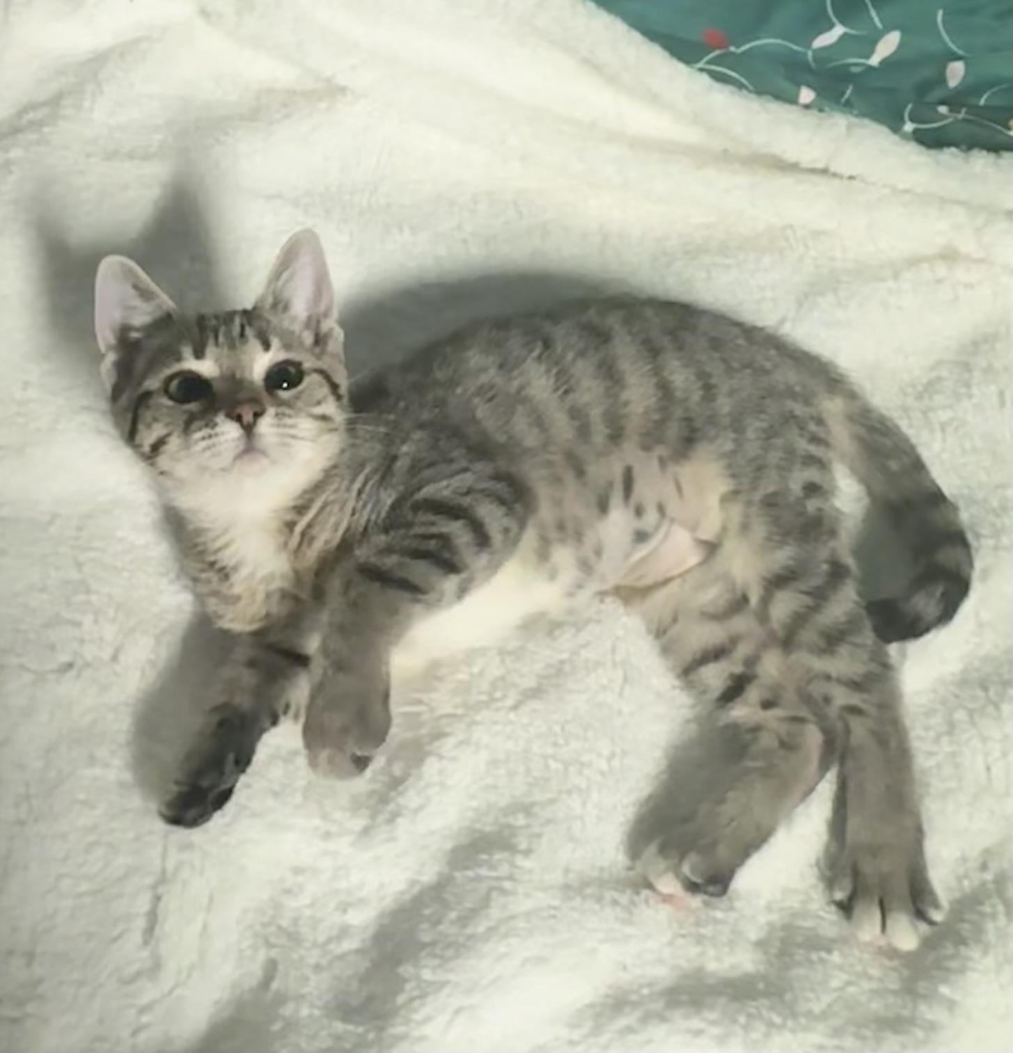 Wisp, a ADOPTABLE Tabby in Saginaw, MI image 2/3