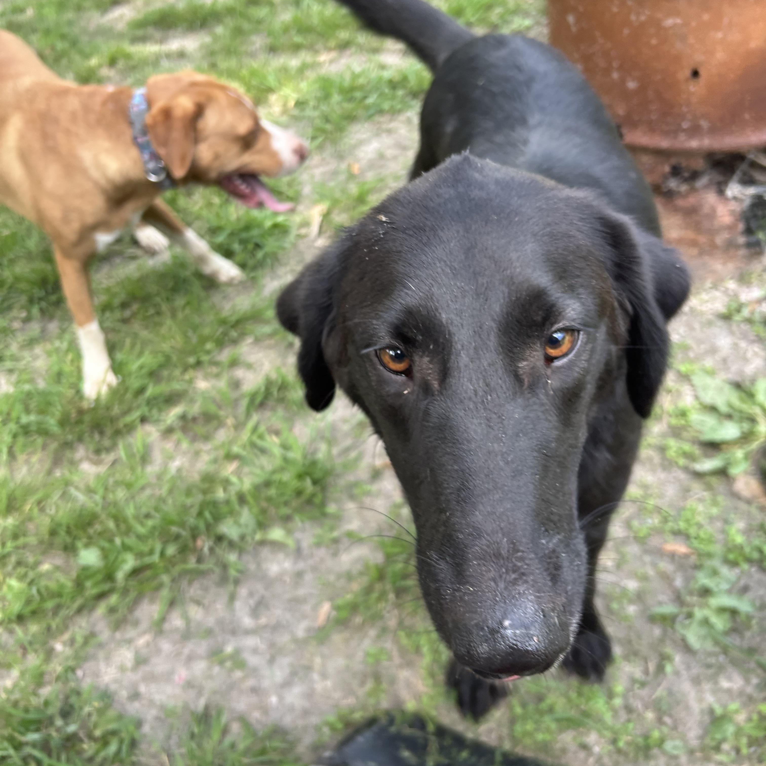 Moe, Adoptable, Adult Male Flat-Coated Retriever.