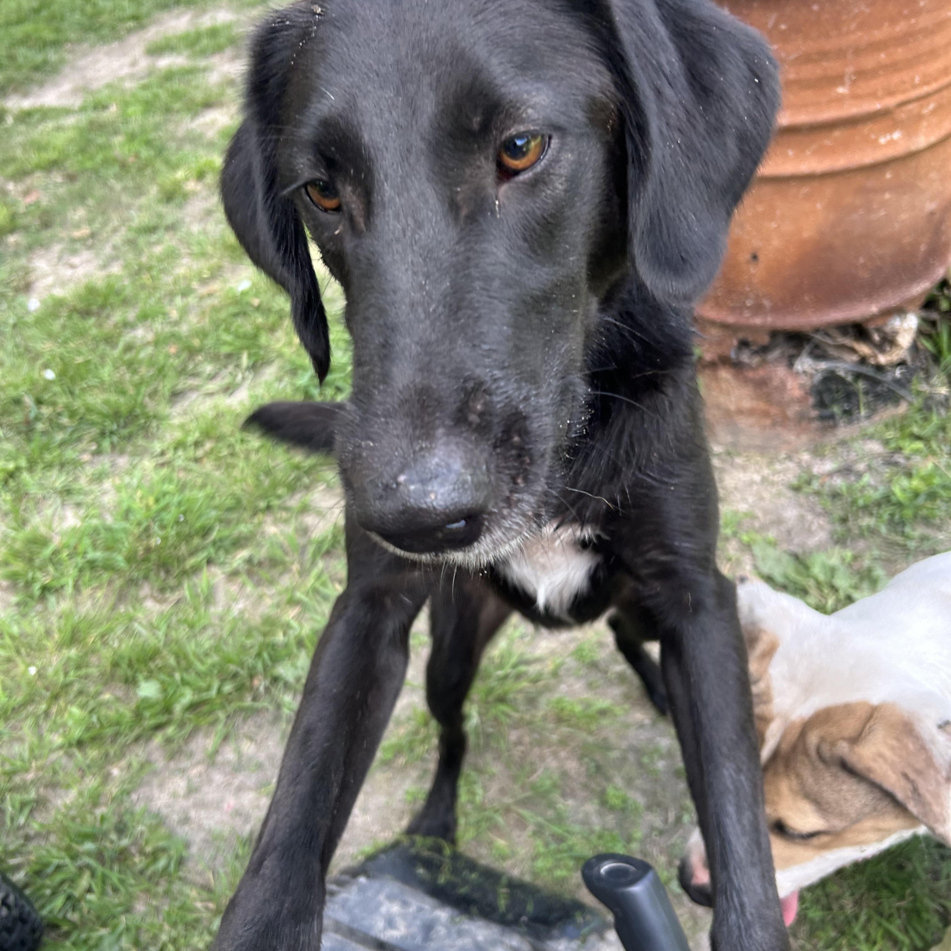 Enlarge Moe, a Adoptable Flat-Coated Retriever in Pine Bluff, AR image 2/2