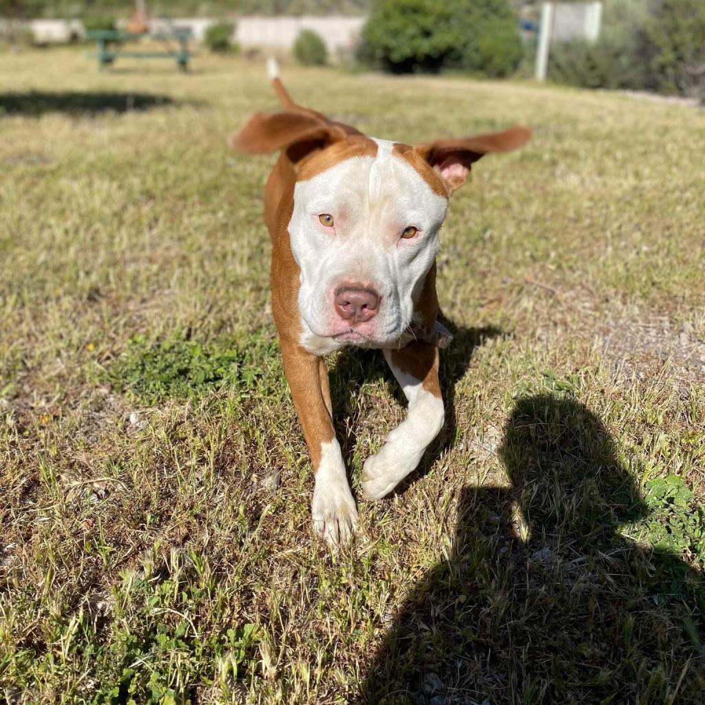 Reggie, Adoptable, Adult Male Pit Bull Terrier.