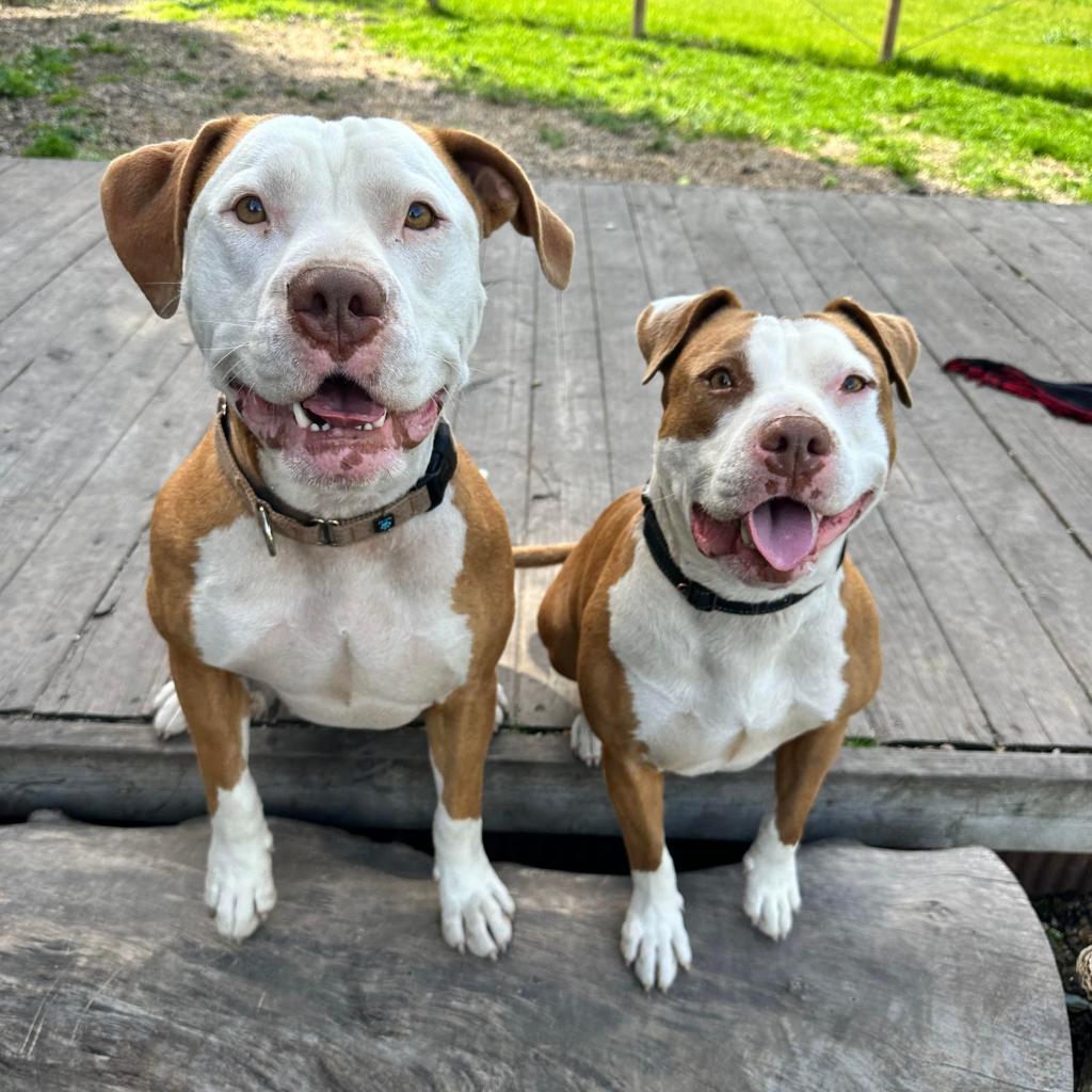 Enlarge Reggie, a Adoptable Pit Bull Terrier in Lompoc, CA image 2/6