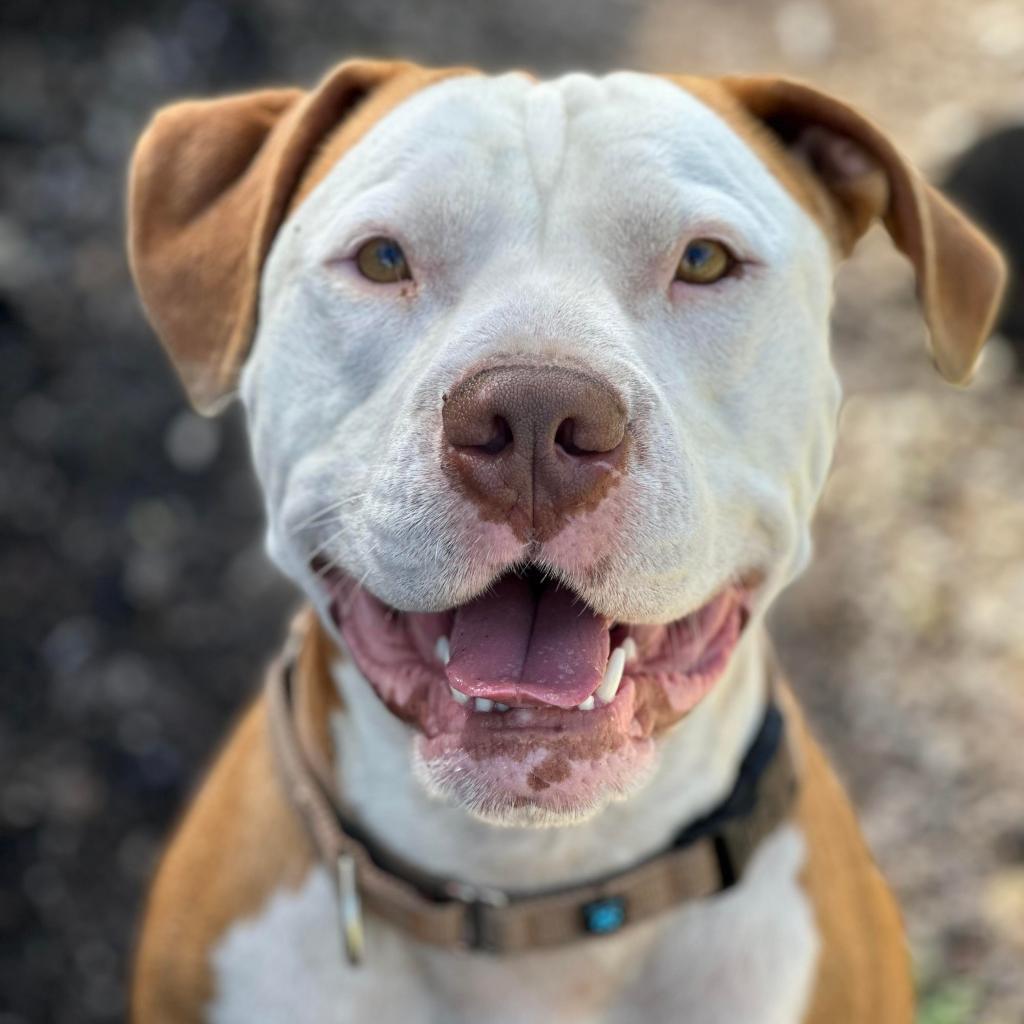 Enlarge Reggie, a Adoptable Pit Bull Terrier in Lompoc, CA image 3/6