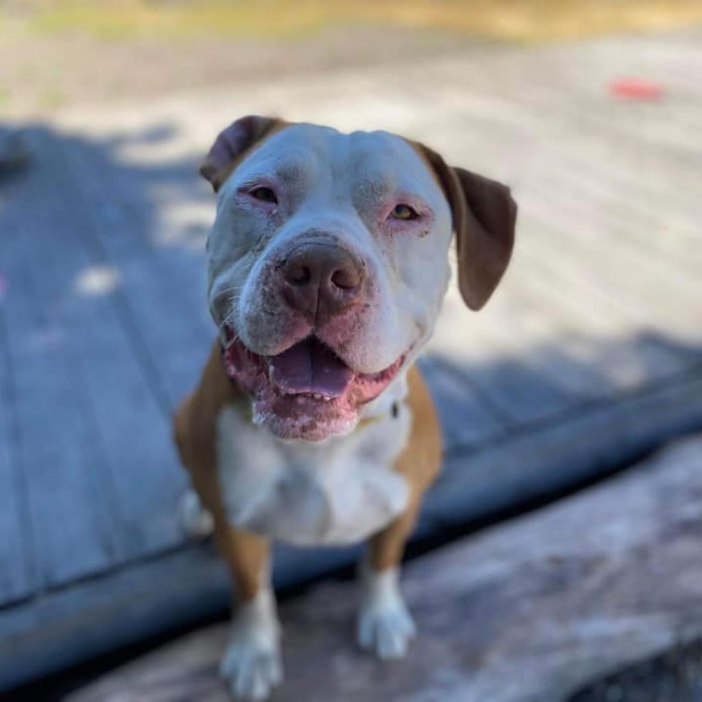 Enlarge Reggie, a Adoptable Pit Bull Terrier in Lompoc, CA image 4/6