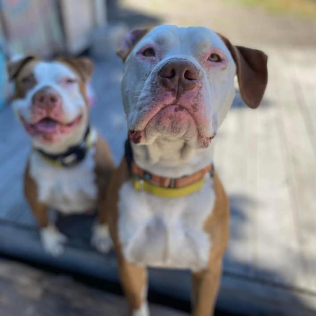 Enlarge Reggie, a Adoptable Pit Bull Terrier in Lompoc, CA image 5/6