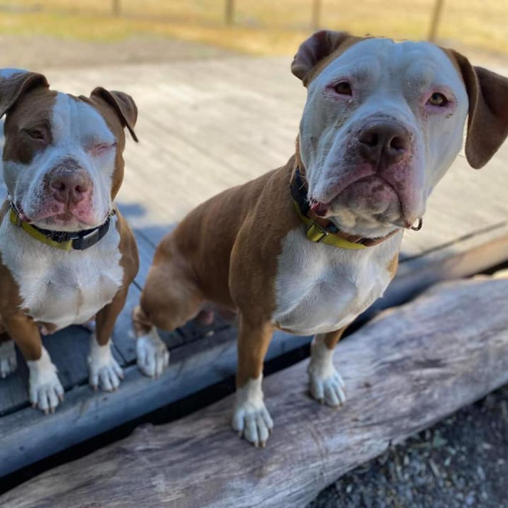 Enlarge Reggie, a Adoptable Pit Bull Terrier in Lompoc, CA image 6/6