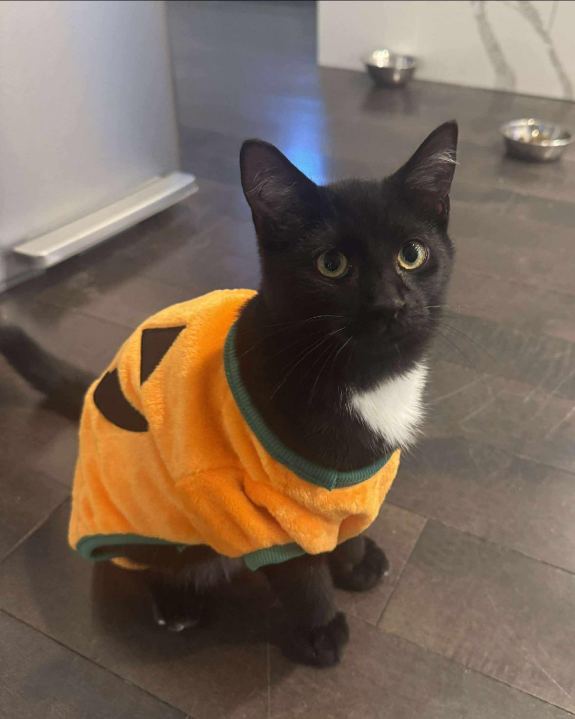 Spagotten 25-126, ADOPTABLE, Young Male Domestic Short Hair.