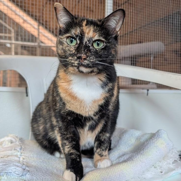 Enlarge Callie, a Adoptable Domestic Short Hair in Waynesville, NC image 1/2