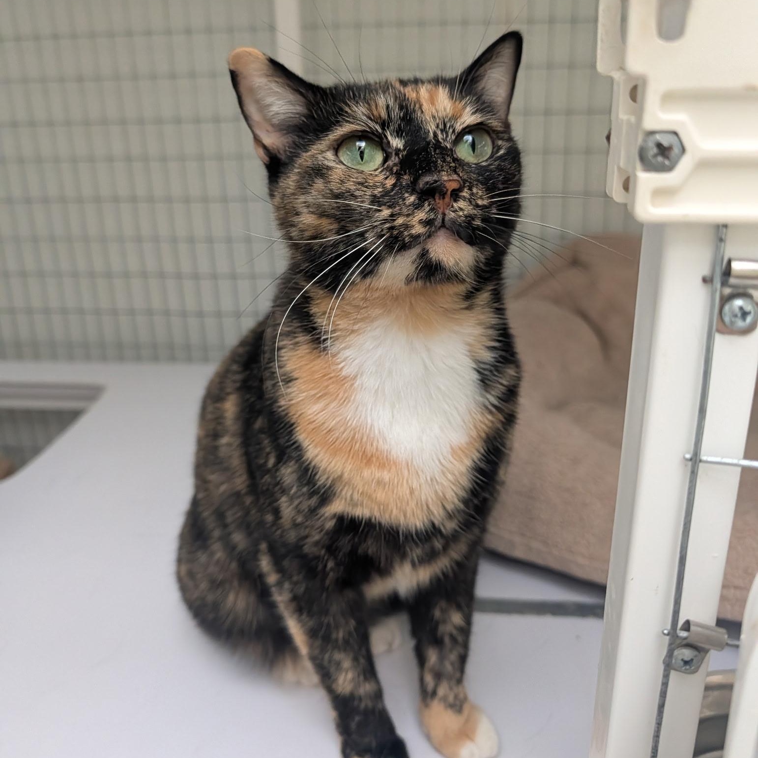 Enlarge Callie, a Adoptable Domestic Short Hair in Waynesville, NC image 1/1