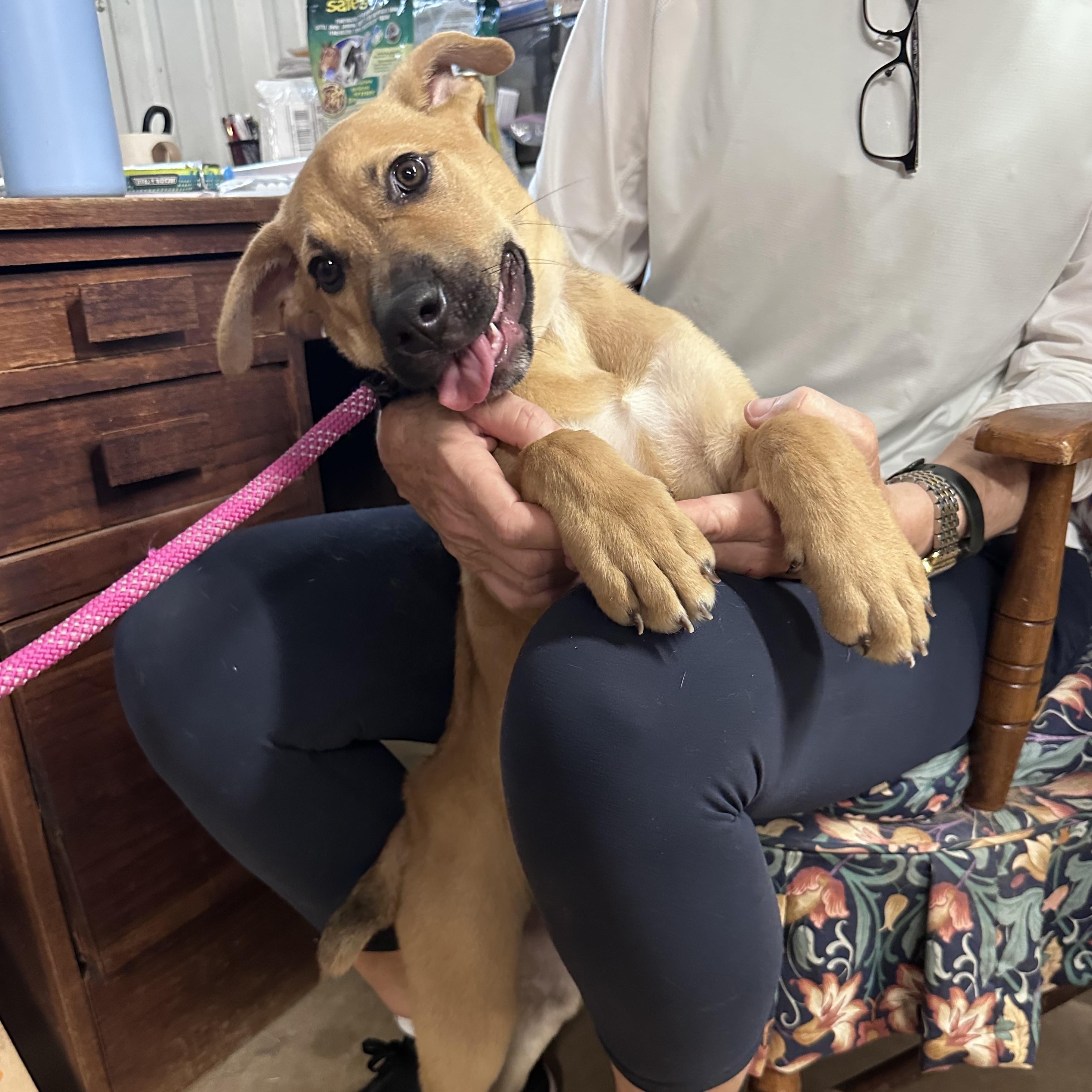 Nala 2