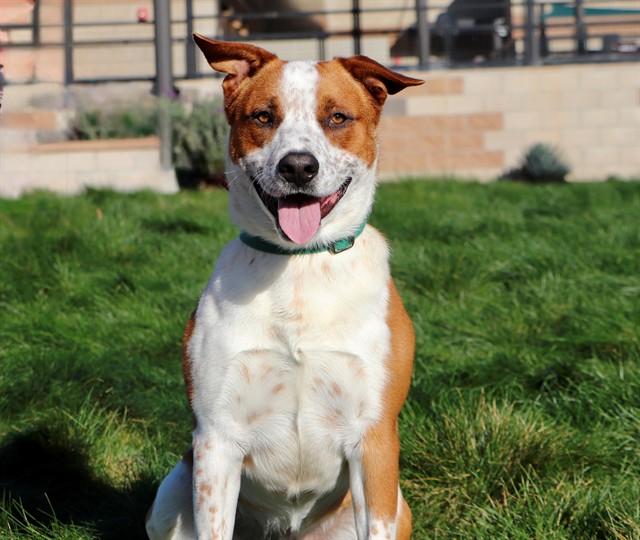 AUGUST, Adoptable, Young Male Australian Cattle Dog / Blue Heeler & Mixed Breed.