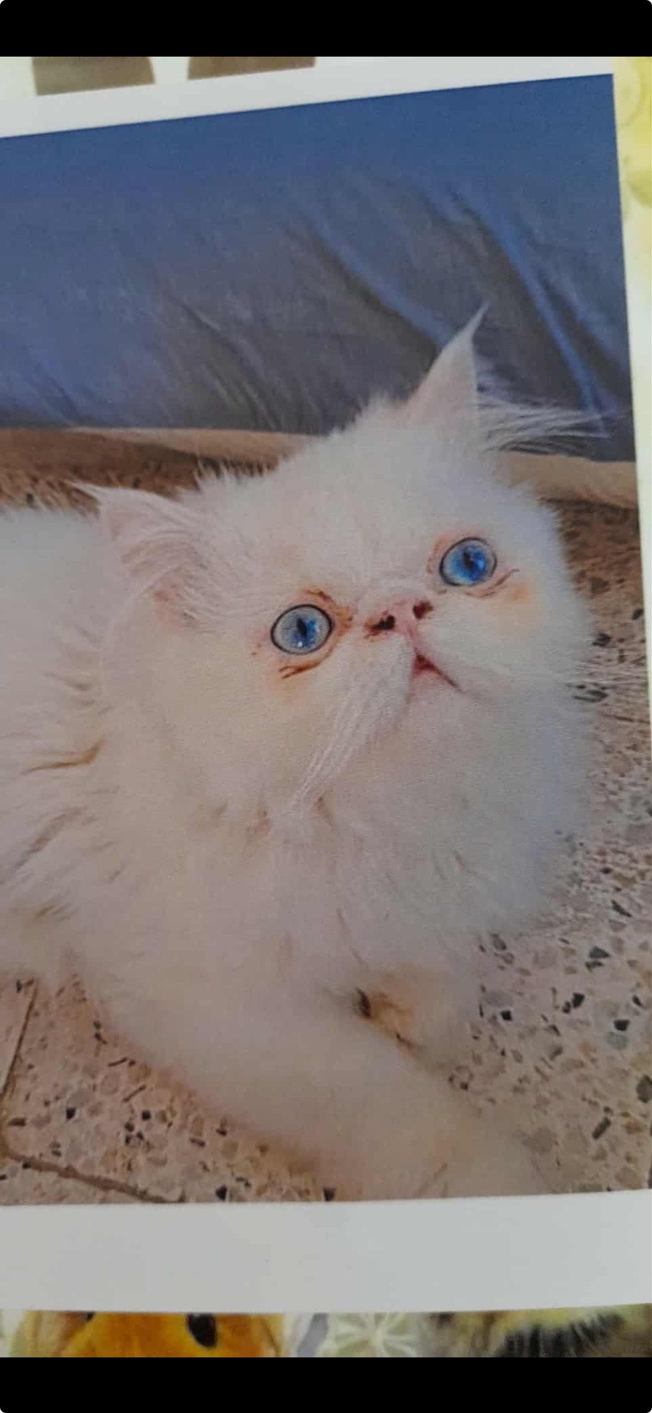 Safroota (Himalayan kitten), an adoptable Himalayan in Fairfax, VA, 22030 | Photo Image 2