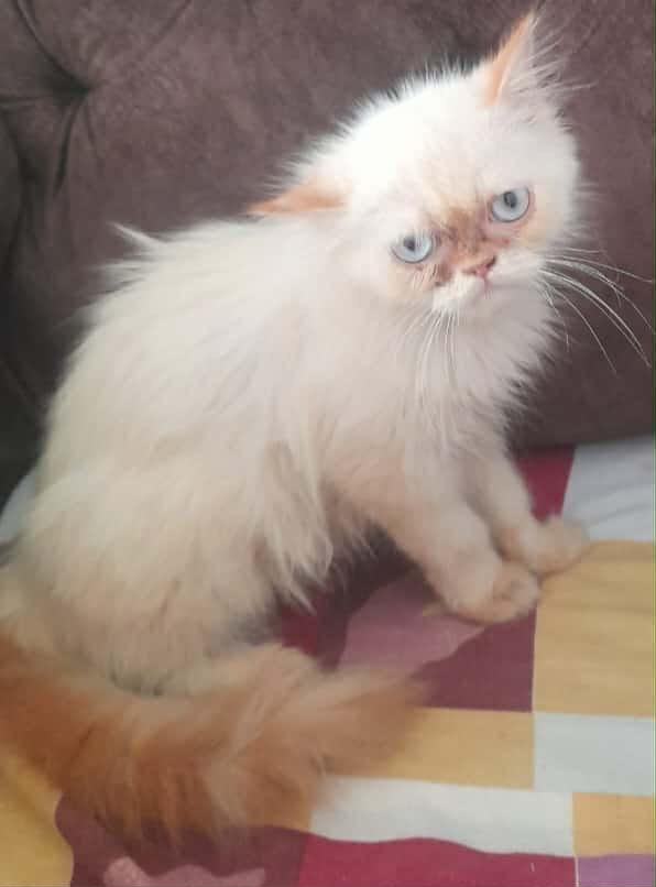 Safroota (Himalayan kitten), an adoptable Himalayan in Fairfax, VA, 22030 | Photo Image 3