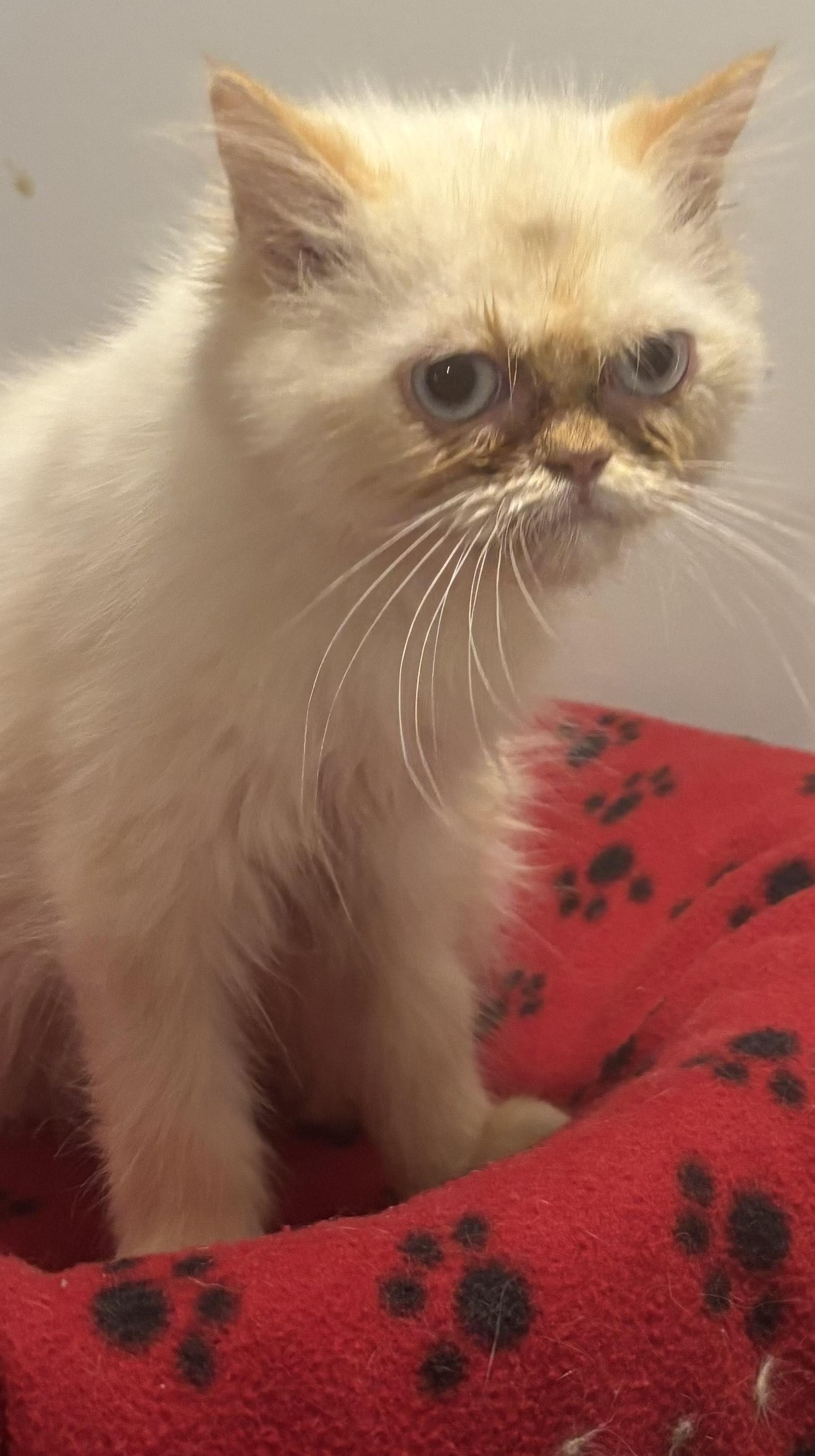 Safroota (Himalayan kitten), an adoptable Himalayan in Fairfax, VA, 22030 | Photo Image 4