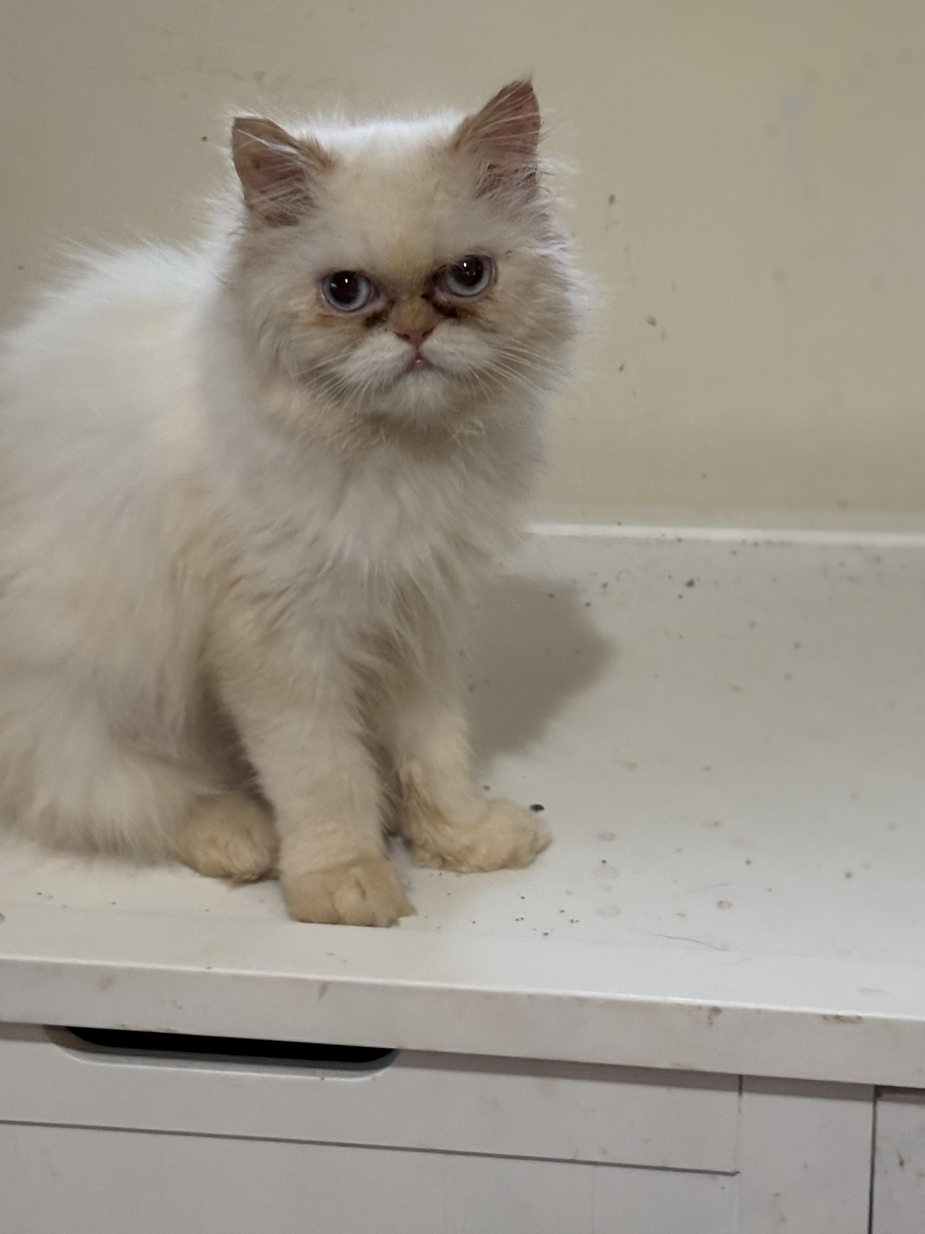 Safroota (Himalayan kitten), an adoptable Himalayan in Fairfax, VA, 22030 | Photo Image 1