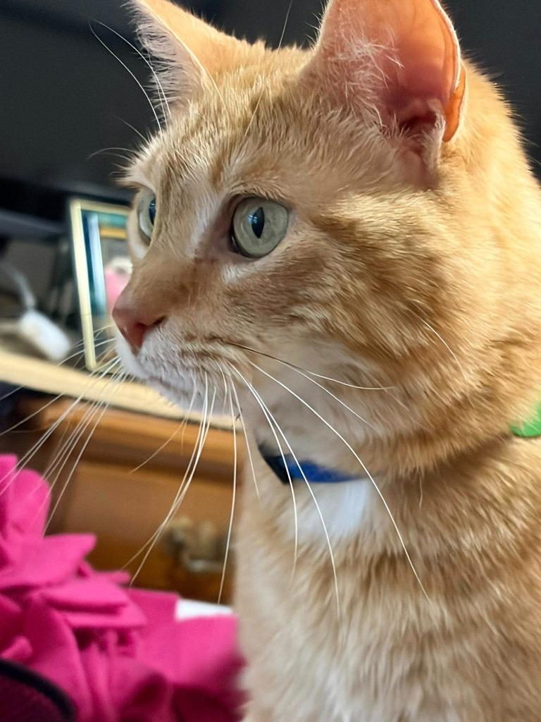 Ginger, Adoptable, Adult Female Domestic Short Hair.