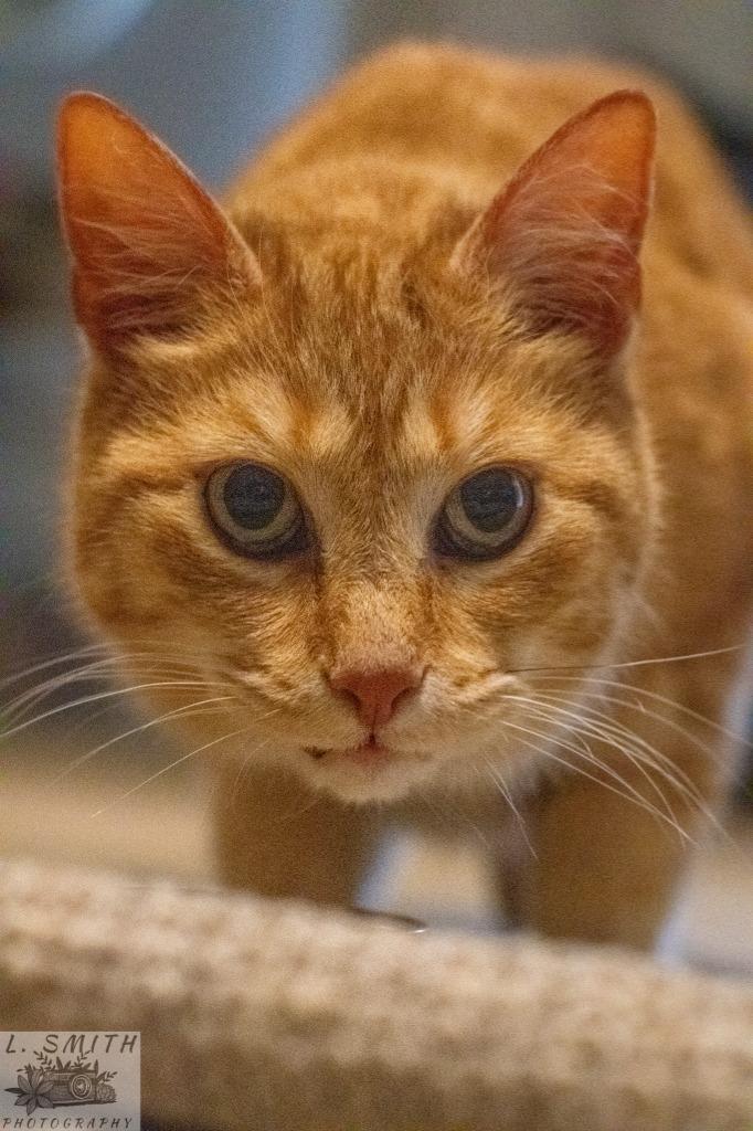 Ginger, Adoptable, Young Female Domestic Short Hair.