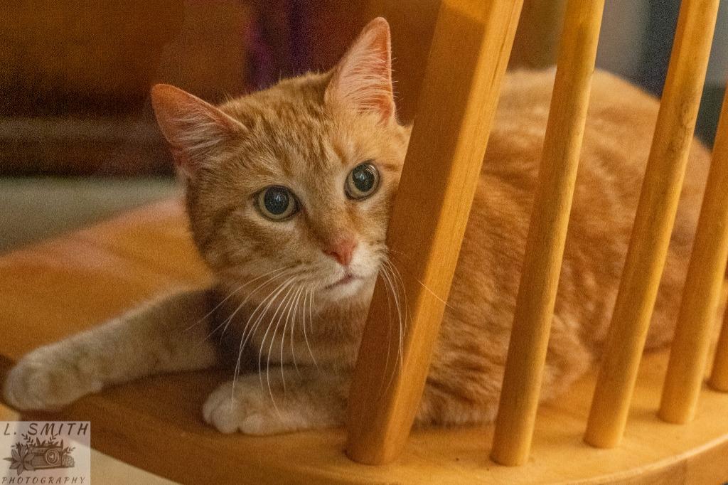 Enlarge Ginger, a Adoptable mixed breed in Kettering, OH image 2/4