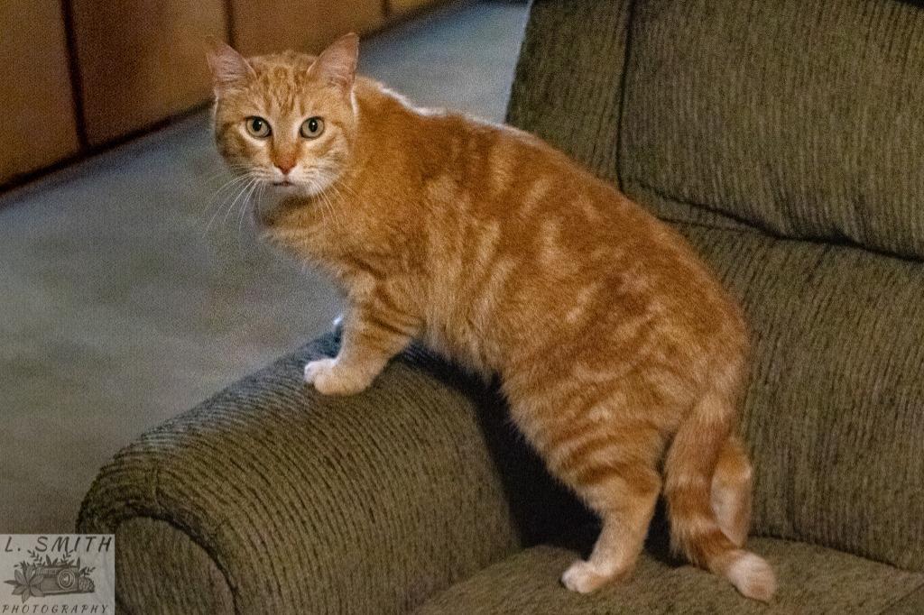 Enlarge Ginger, a Adoptable mixed breed in Kettering, OH image 4/4