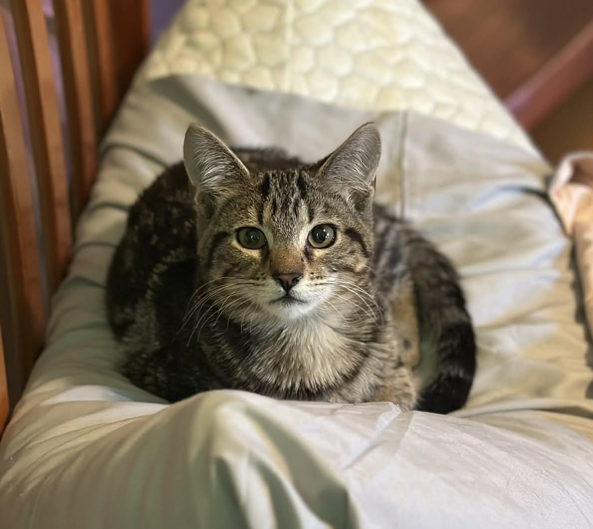 Reynolds, ADOPTABLE, Young Male Domestic Short Hair.