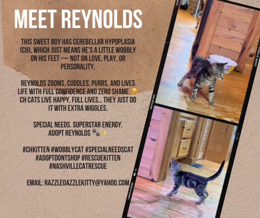 Enlarge Reynolds, a ADOPTABLE mixed breed in Nashville, TN video 2/2