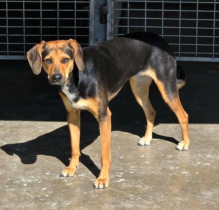 Brownie, ADOPTABLE, Young Female Labrador Retriever & Hound.