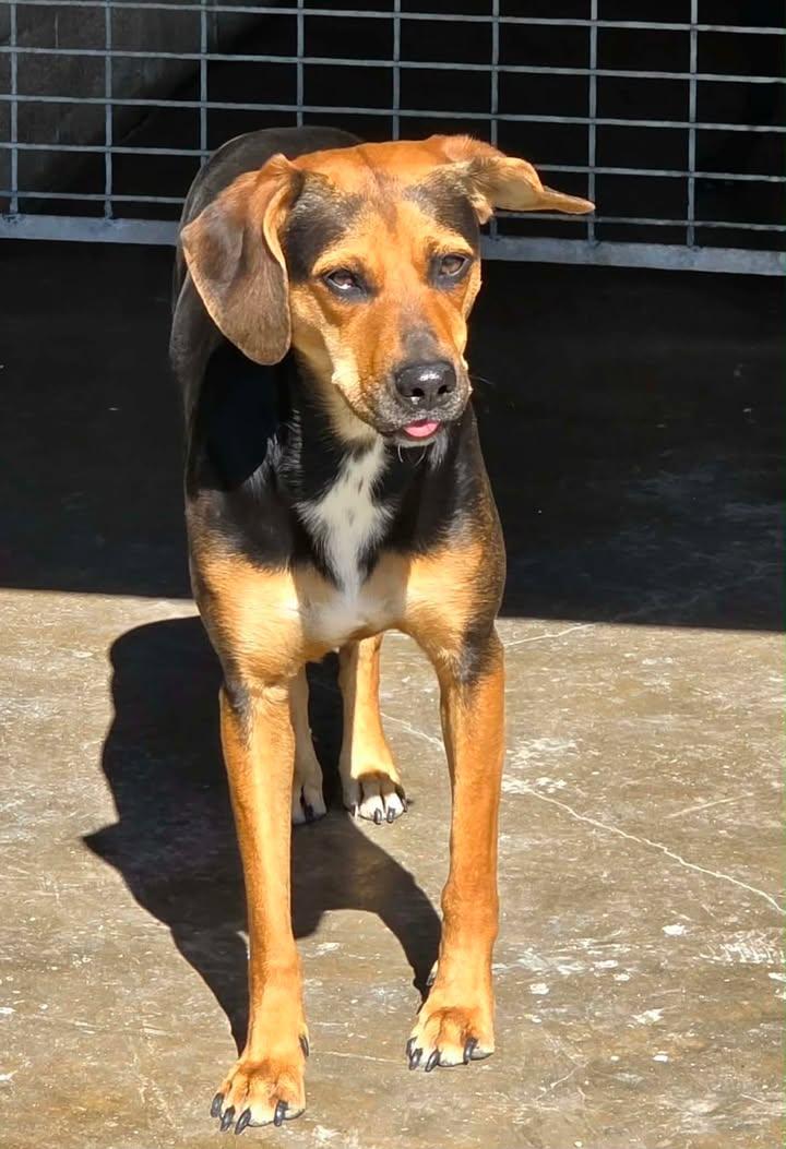 Brownie, ADOPTABLE, Young Female Labrador Retriever & Hound.