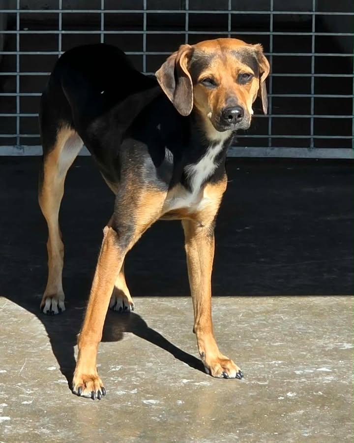 Enlarge Brownie, a ADOPTABLE mixed breed in Port Lavaca, TX image 4/4