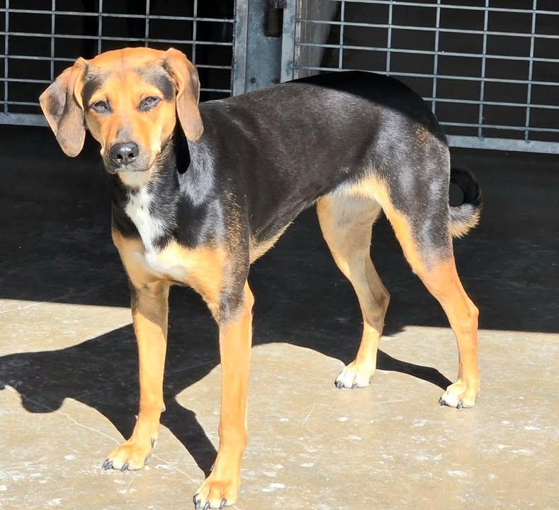 Enlarge Brownie, a ADOPTABLE mixed breed in Port Lavaca, TX image 3/4