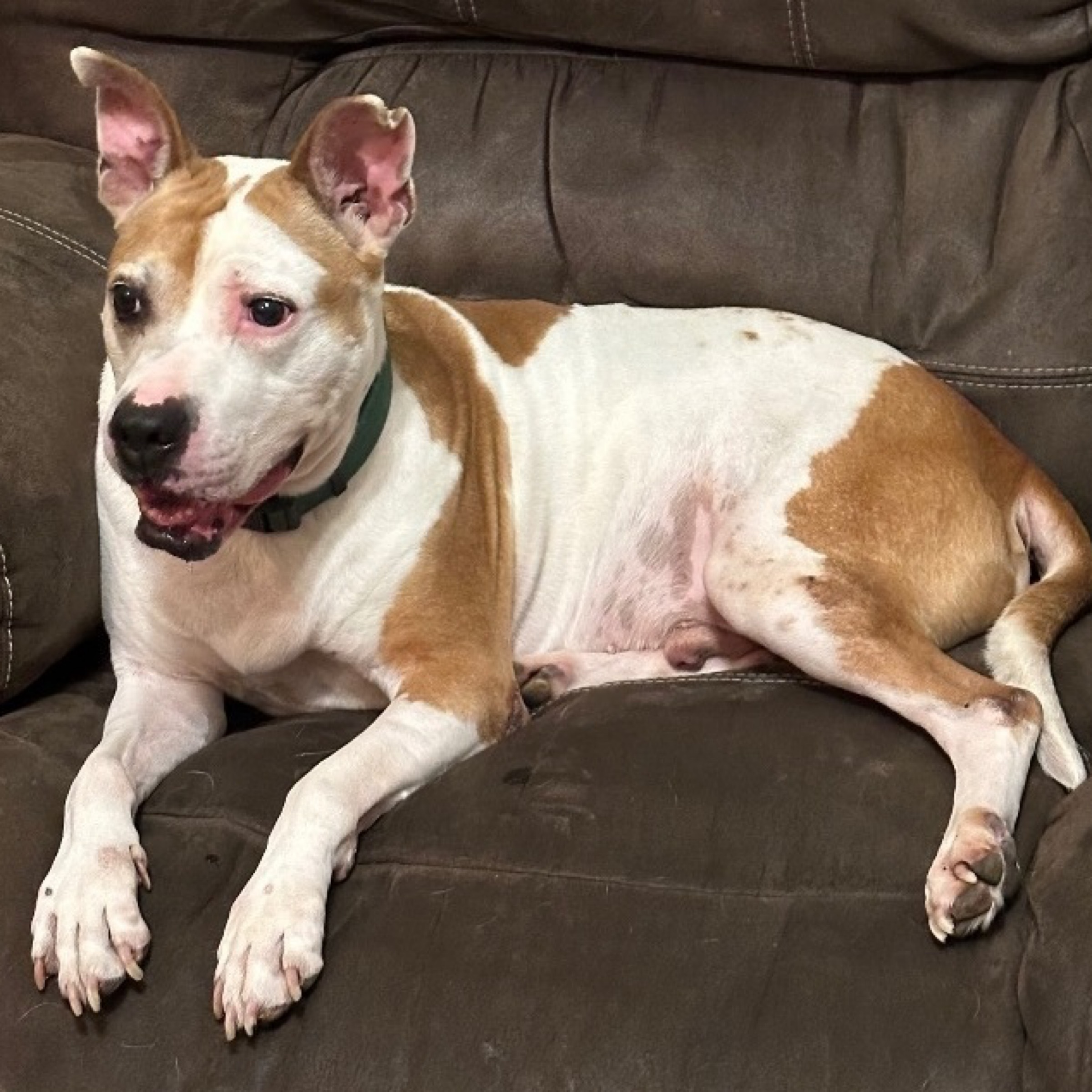 Petey, an adoptable American Bulldog, Boxer in Kingwood, TX, 77325 | Photo Image 3