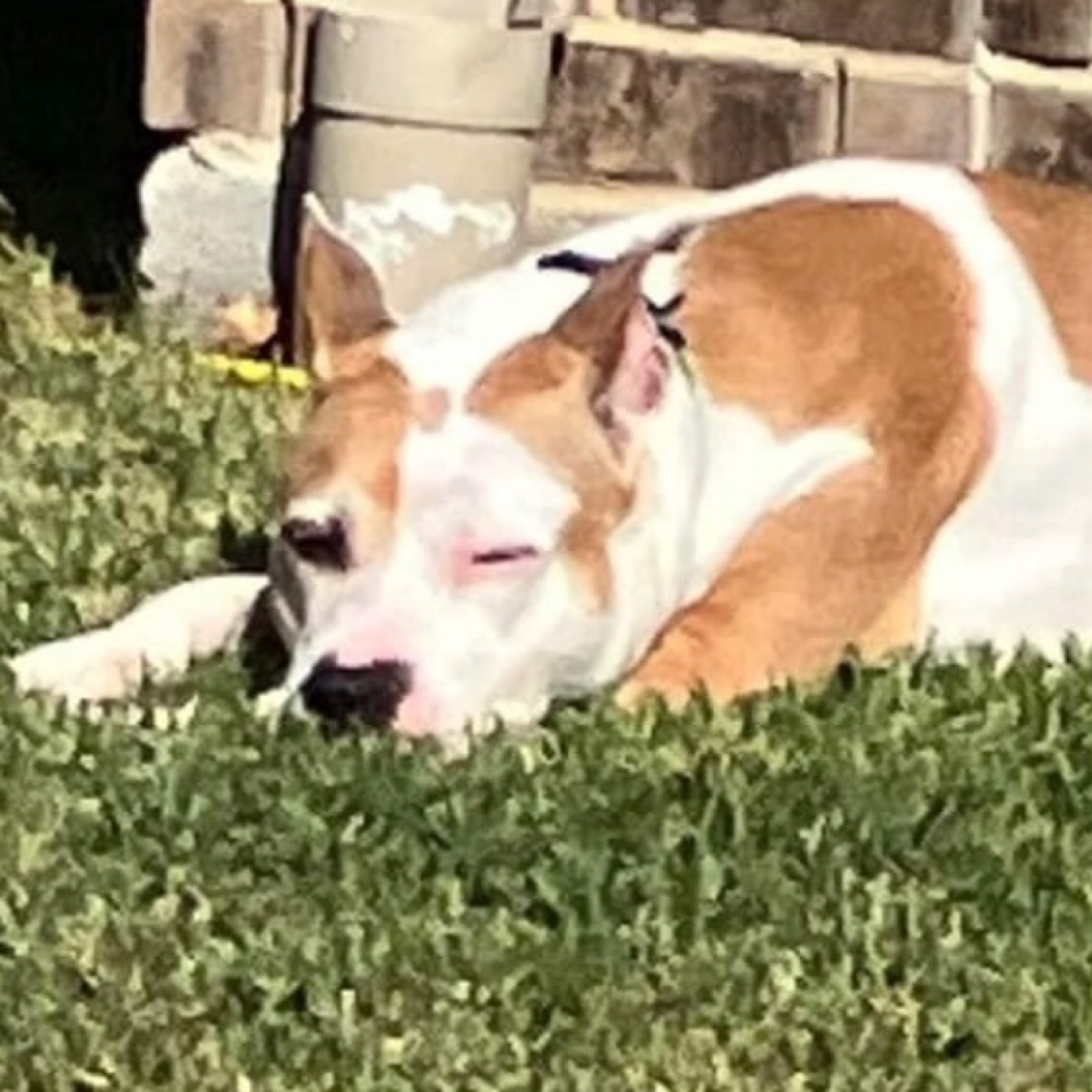 Petey photo 3