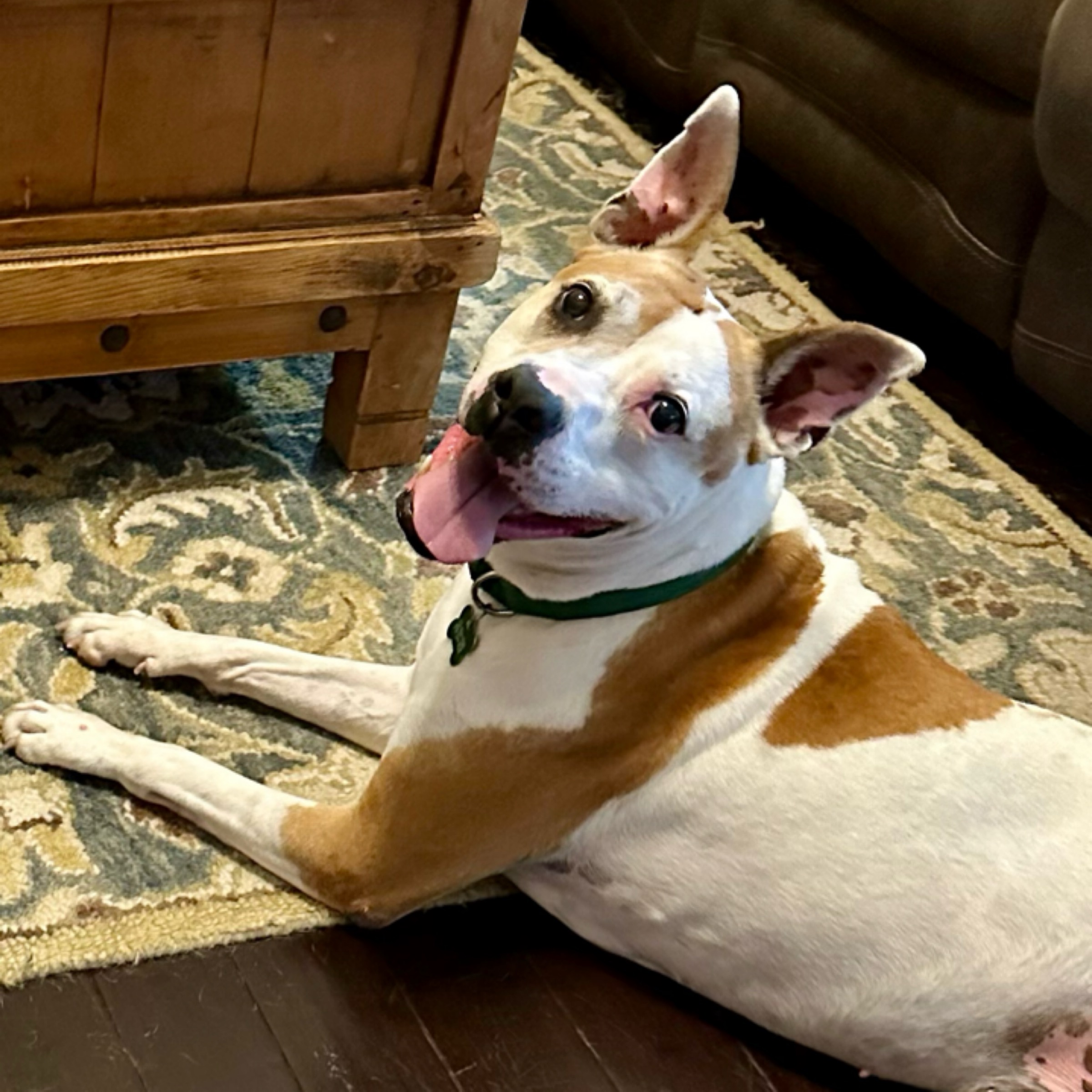 Petey, Adult Male unknown